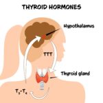 Thyroid Health Overview